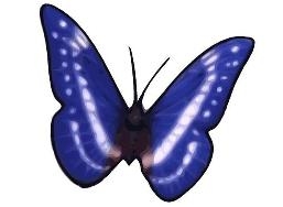 Card image cap